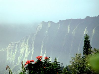 View out the window at the new house in hawaii