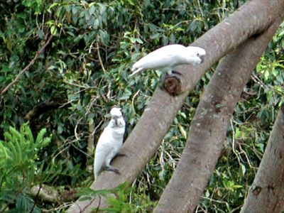 The birds living in the big tree in the back yard.  there were 3 of the white birds, and one african grey.  the grey later killed one of the white ones.  a few years later after leaving the tree had to be cut down