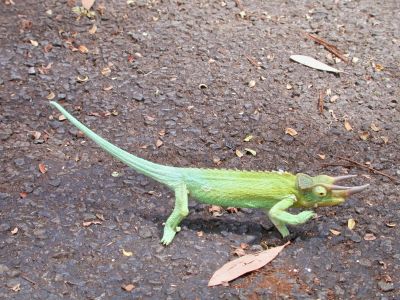 a little lizard in the driveway, its a Jackson's Chameleon that was introduced to hawaii in the 70's