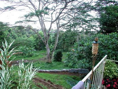 the back yard cleaned up, but growning back quick.  The tree may not look big, but those bananas down to the left are full monster sized