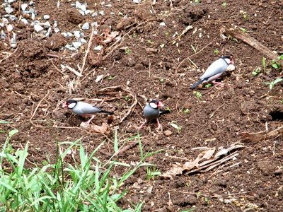 birds in the back eating some party left overs