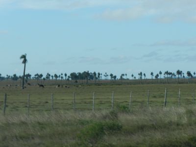 on the Palm Savannah