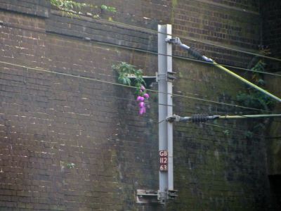 Flowering in a strange place