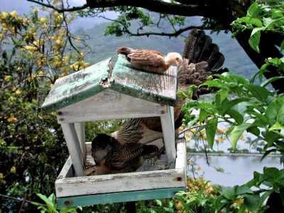 wild chickens in the bird feeder.  Hawaiian chickens were not my favorite