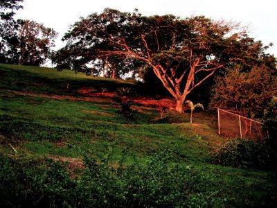 a sunrise shot in the back yard of the tree glowing red