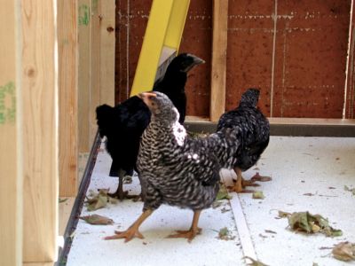 the chickens in the new coop for the first time