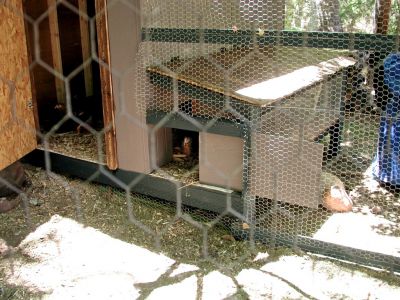 loving the coop with the only known morning chicken porch… the neighbors thought it was funny, but it was to protect them from coyotes.. they could get up in the morning and go "outside".  then later the sliding door would be opened so they could go in the main cage area.. the porch roof was lids, so when  catching them, they could be put in easily