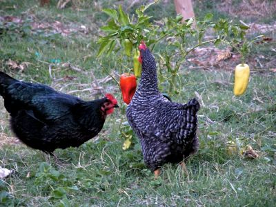 the chicken in the garden trying out the peppers