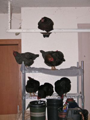 The chicken affordable housing in the garage.  the plywood in the lower left was to block water from coming in the house.