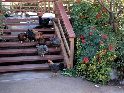 while painting the house and rebuilding the deck, the chickens would just hangout.  Sadly, bang the hen in the front that seemed better here was not.  Moments after this picture I watched her in her pain walk over and eat something bad, that killed her quickly, as if she new it was best to commit chicken suicide