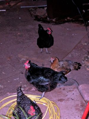 We could only take three chickens to portland, they knew on there own they were going to be split up and were actually visiting each other under the house just before I had to load them to take them to there new home. they actually had tears. how did they know.