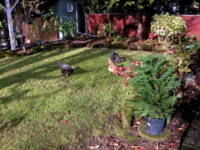 The three chickens in the back yard of the 2nd house in portland.  The first house was never completed and we lived in it for 6 weeks and had to find a new place.