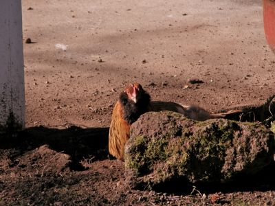 Orange, taking a dust bath in portland, and posing