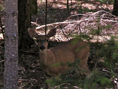 deer by the yard