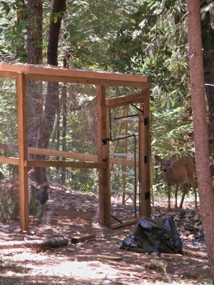 visiting the chickens in the new coop