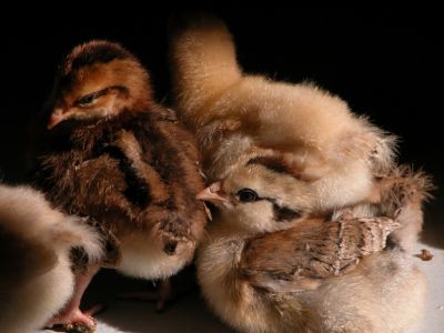 Pile o Chicks