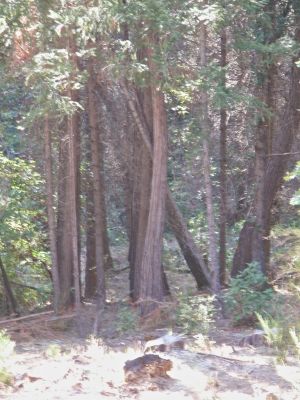 some of the beutiful cedar trees im allergic to