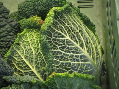 a veiny cabbage at the farmers market